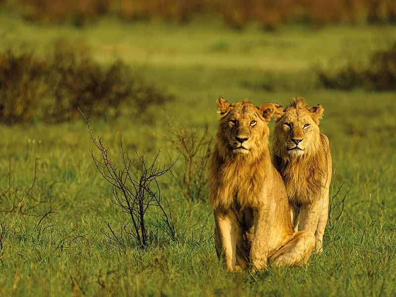 Foto Safari Afrika foto