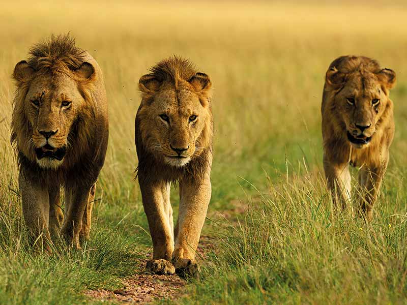 Foto Safari Afrika foto