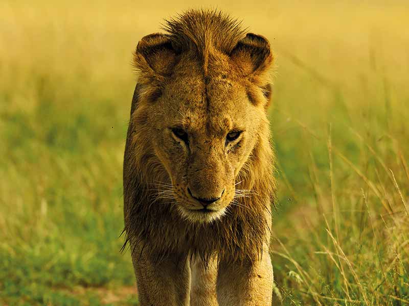 Foto Safari Afrika foto