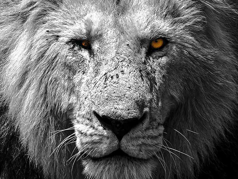 Foto Safari Afrika foto