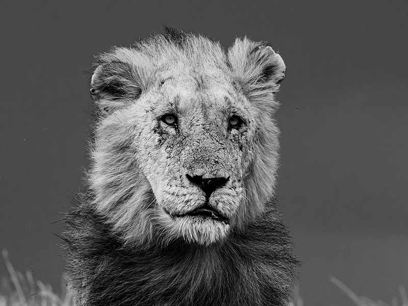 Foto Safari Afrika foto