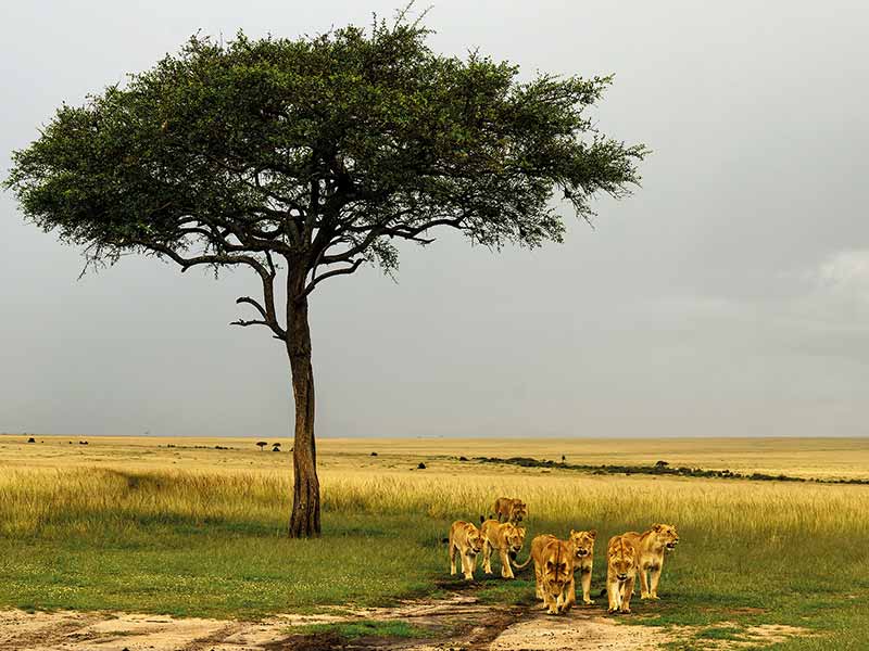 Foto Safari Afrika foto