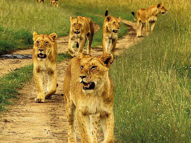 Foto Safari Afrika foto