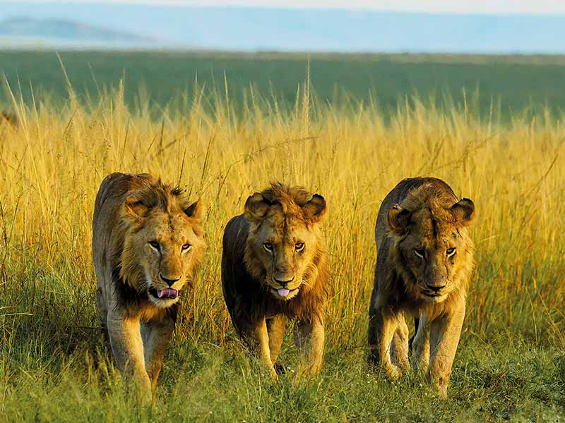 Foto Safari Afrika foto