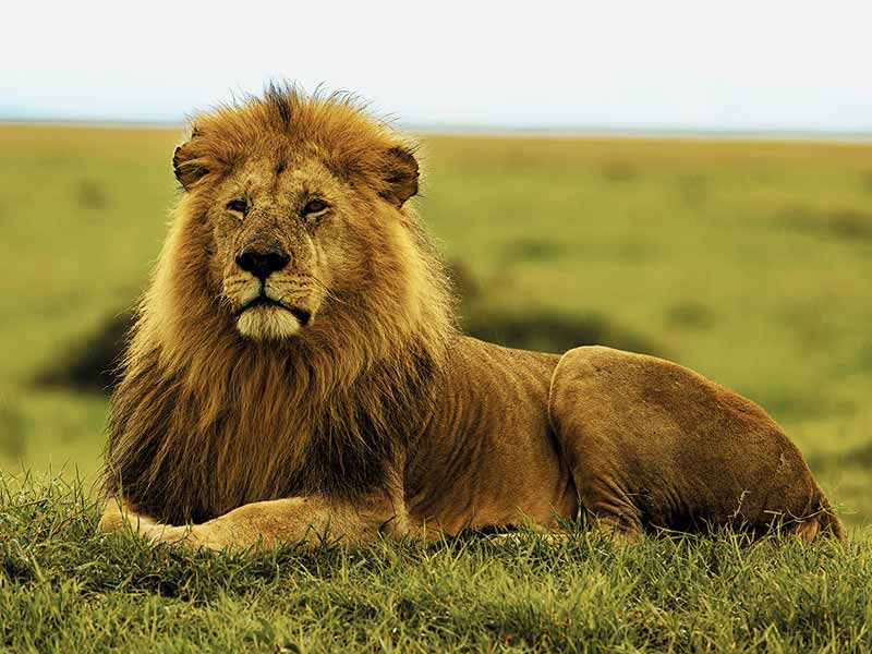 Foto Safari Afrika foto