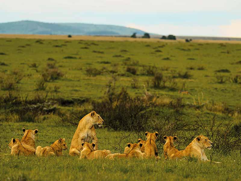 Foto Safari Afrika foto