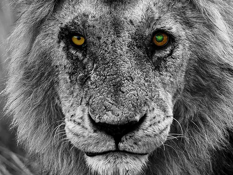 Foto Safari Afrika foto