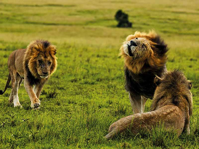 Foto Safari Afrika foto