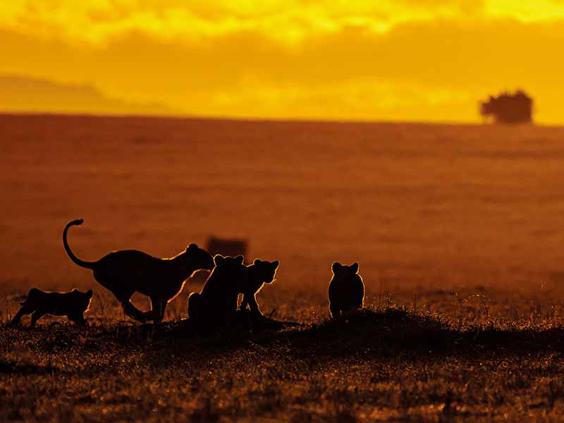 Foto Safari Afrika foto