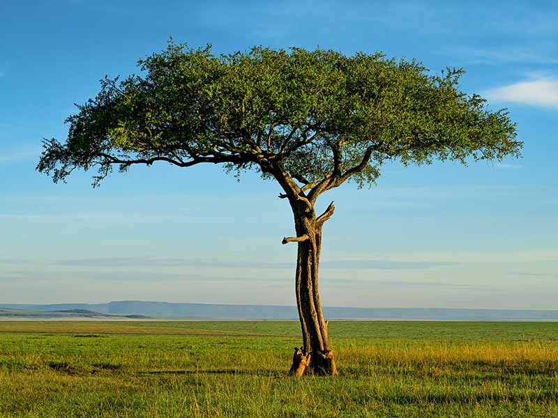 Foto Safari Afrika foto