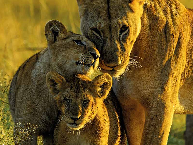 Foto Safari Afrika foto