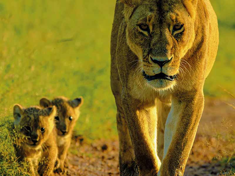 Foto Safari Afrika foto