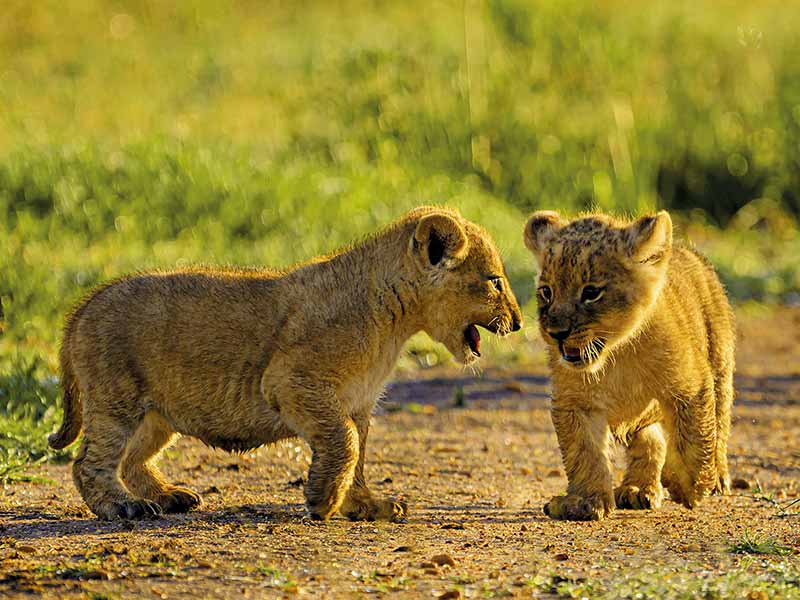 Foto Safari Afrika foto