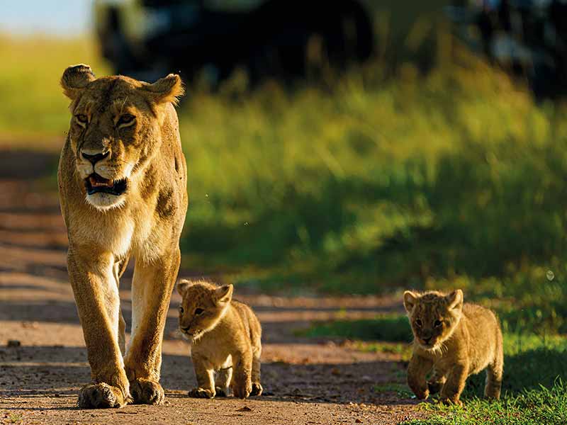 Foto Safari Afrika foto