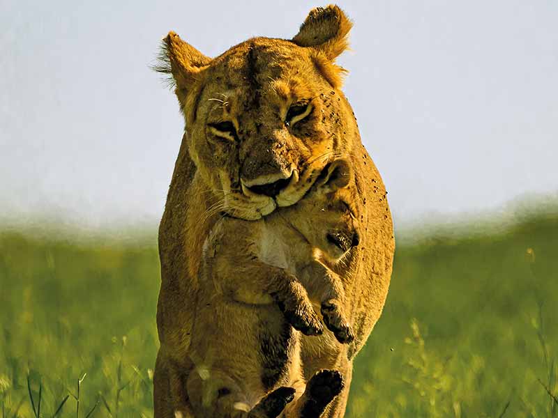 Foto Safari Afrika foto
