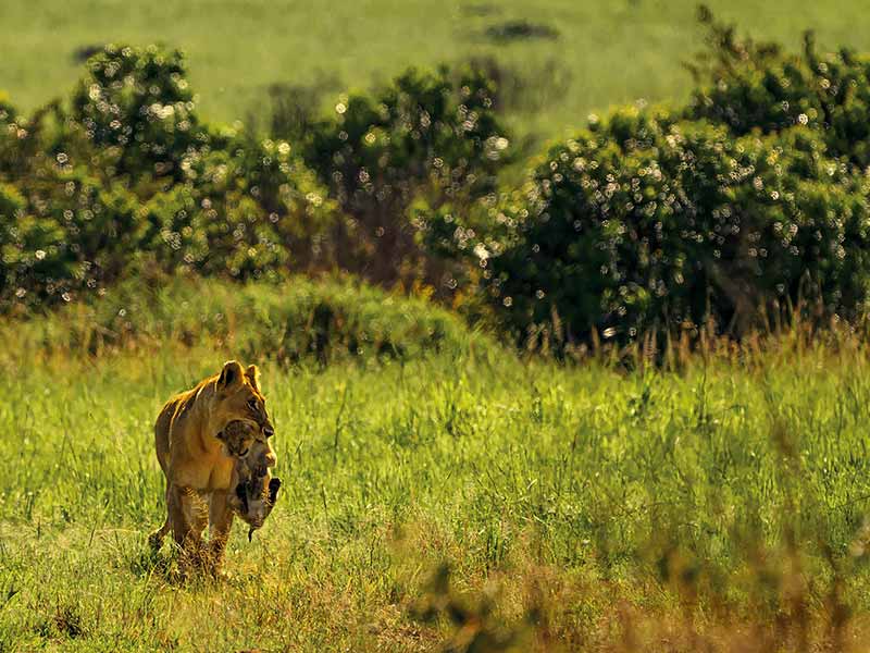 Foto Safari Afrika foto