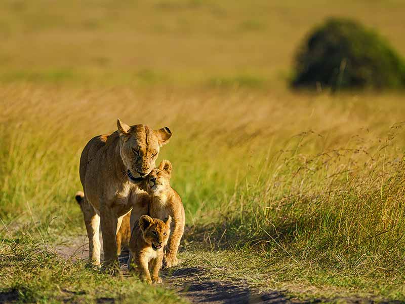 Foto Safari Afrika foto