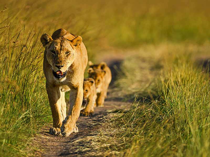 Foto Safari Afrika foto