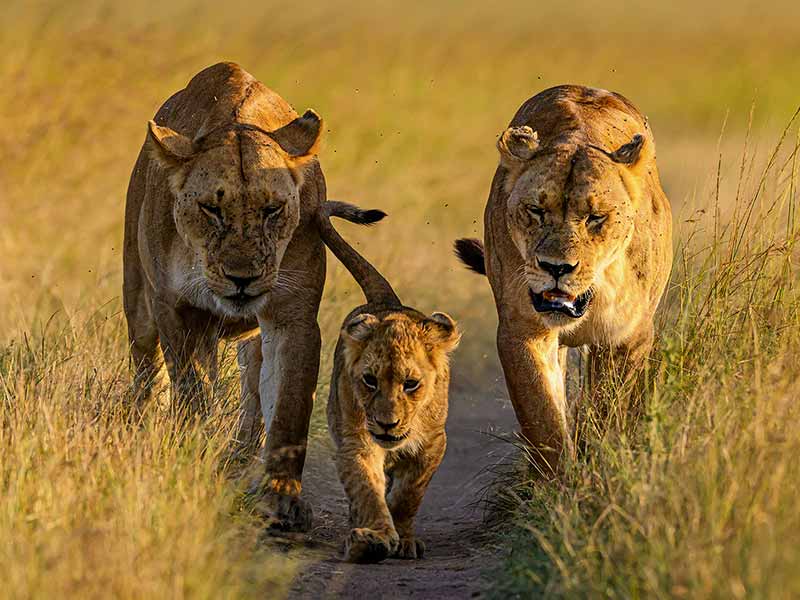 Foto Safari Afrika foto