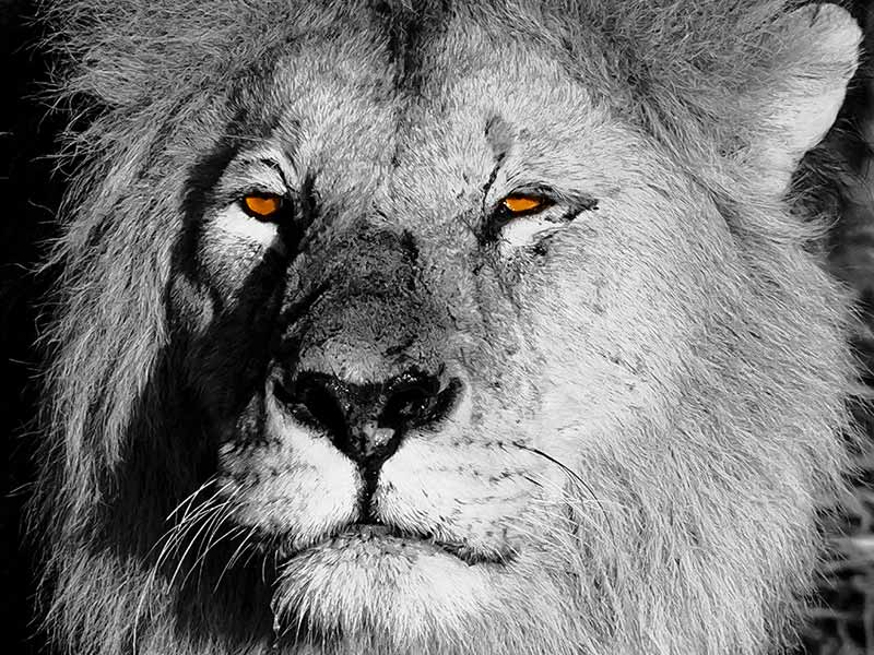 Foto Safari Afrika foto