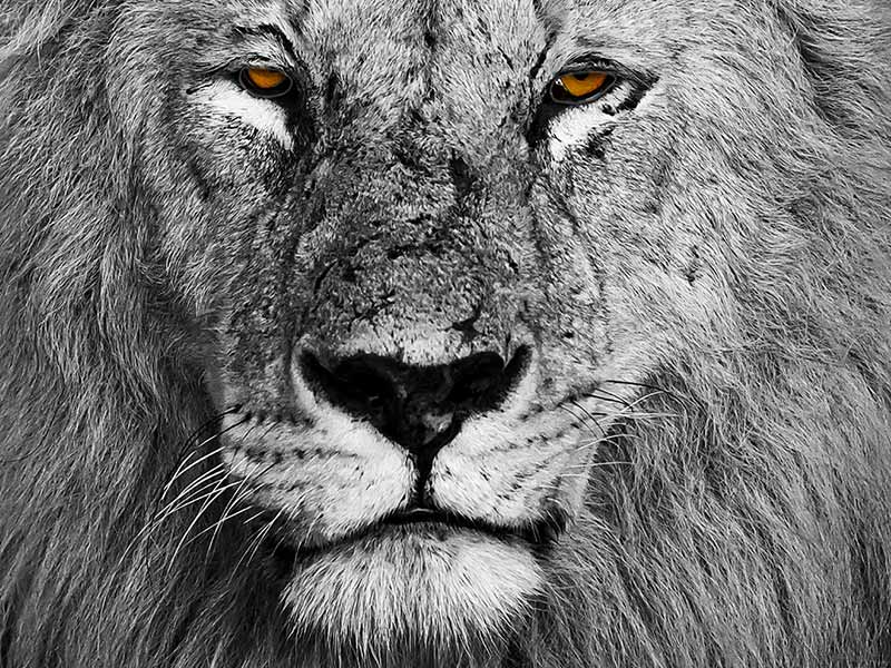 Foto Safari Afrika foto