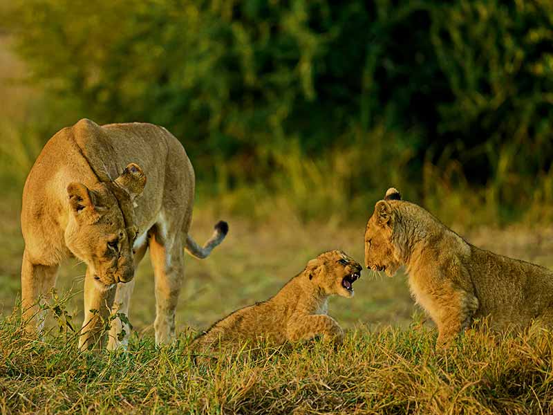 Foto Safari Afrika foto