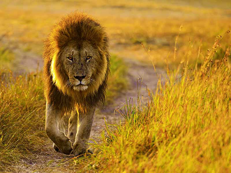 Foto Safari Afrika foto