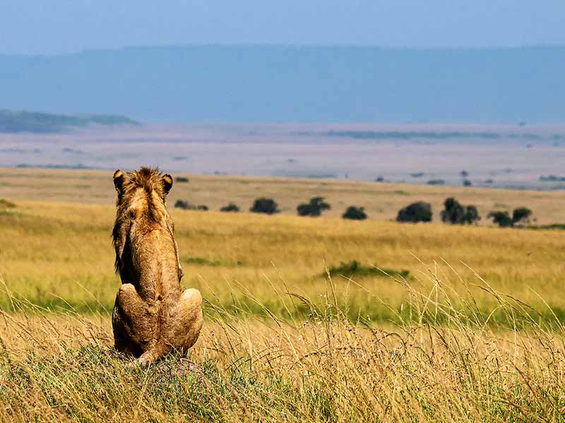 Foto Safari Afrika foto