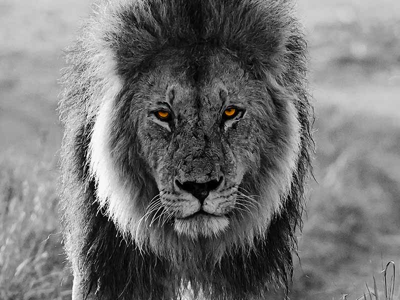 Foto Safari Afrika foto