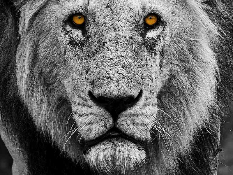 Foto Safari Afrika foto