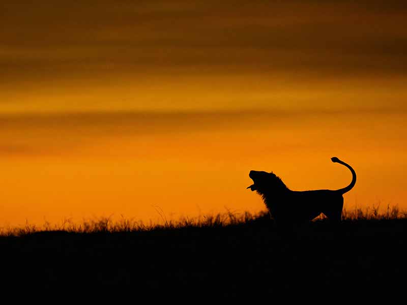 Foto Safari Afrika foto