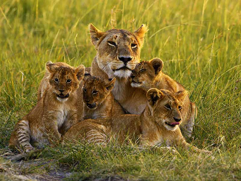Foto Safari Afrika foto
