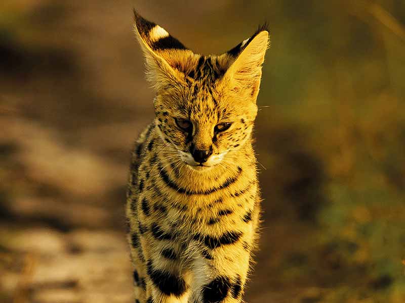 Foto Safari Afrika foto