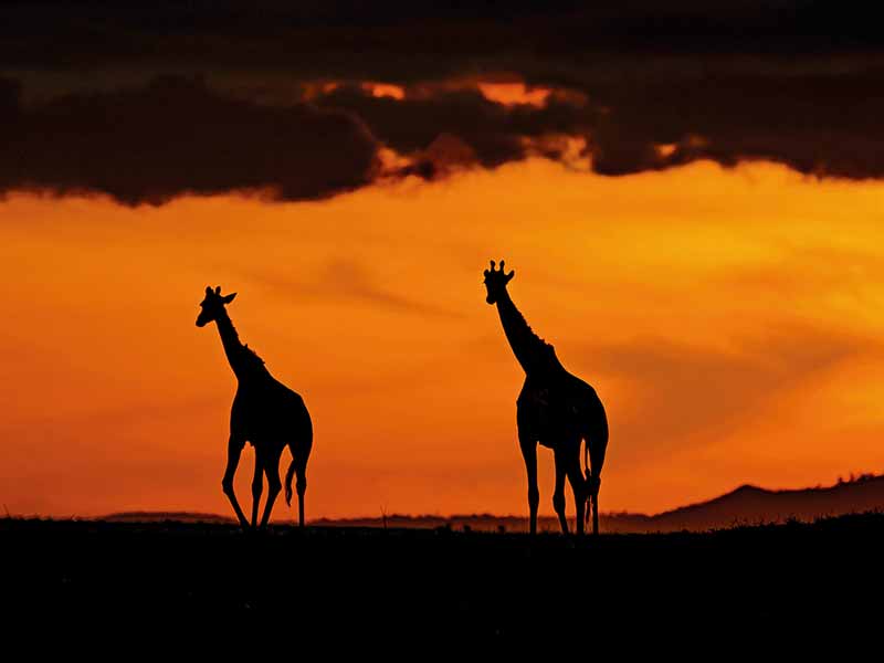 Foto Safari Afrika foto