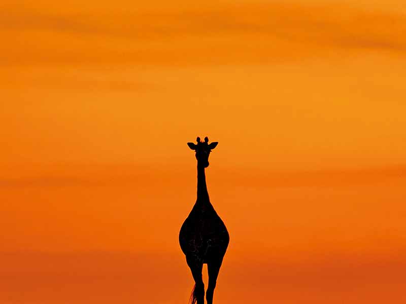 Foto Safari Afrika foto