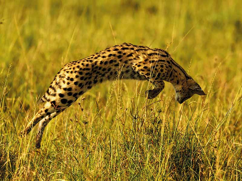 Foto Safari Afrika foto