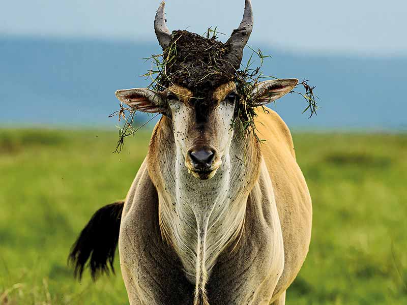 Foto Safari Afrika foto