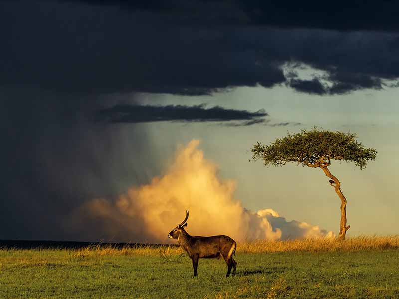 Foto Safari Afrika foto