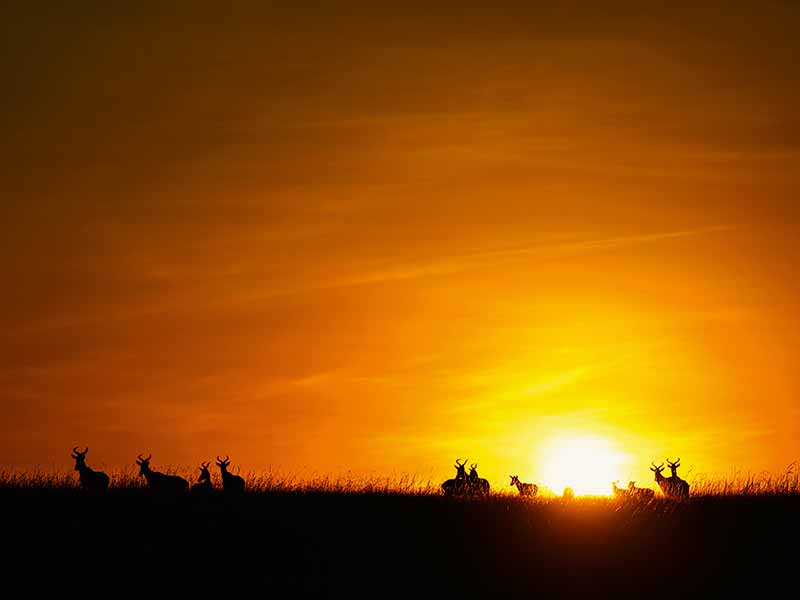 Foto Safari Afrika foto