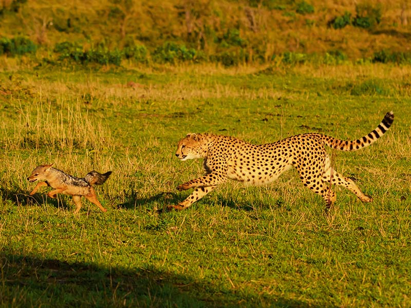 Foto Safari Afrika foto