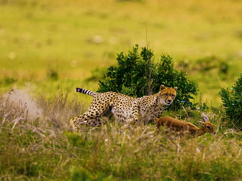 Foto Safari Afrika foto