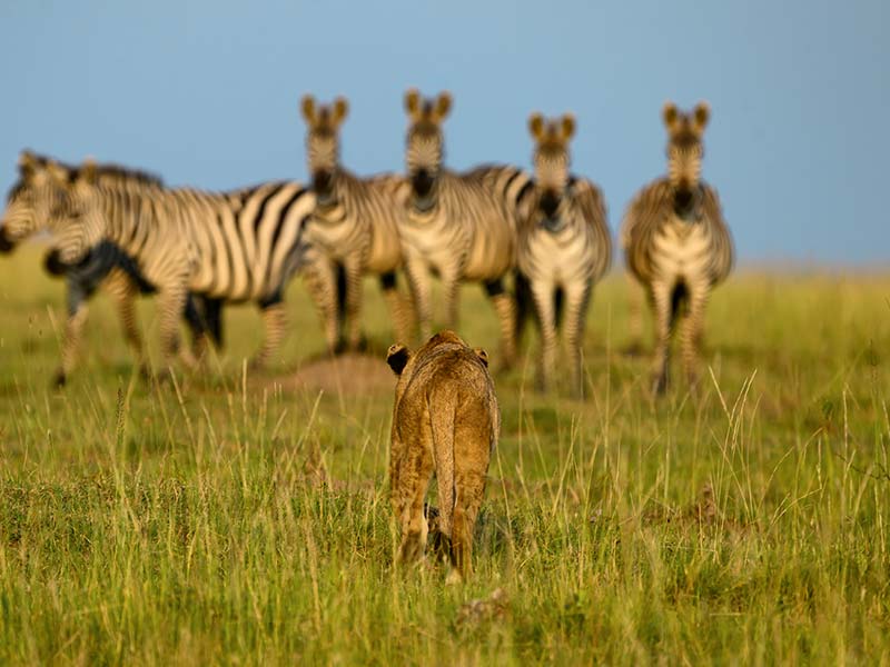 Foto Safari Afrika foto