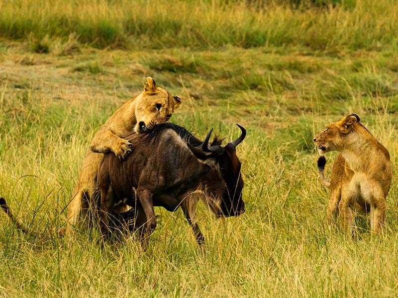 Foto Safari Afrika foto