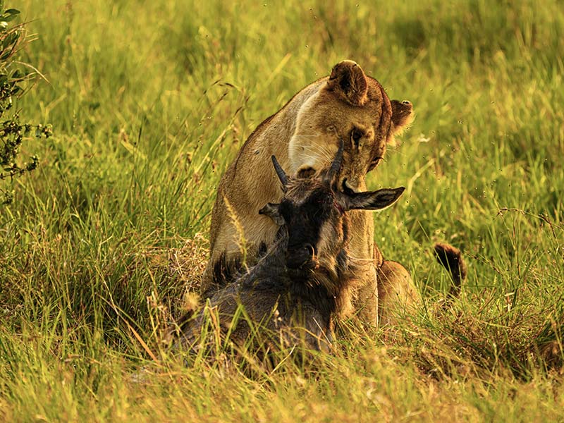 Foto Safari Afrika foto