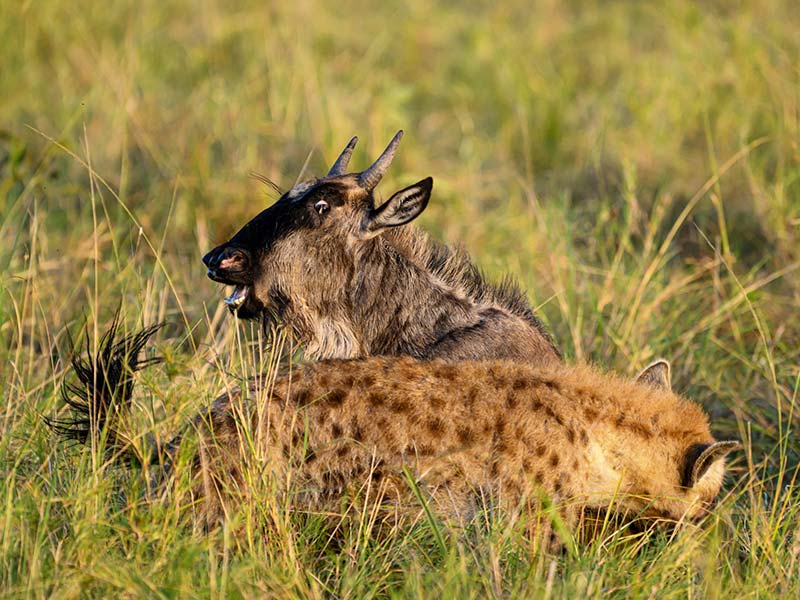 Foto Safari Afrika foto