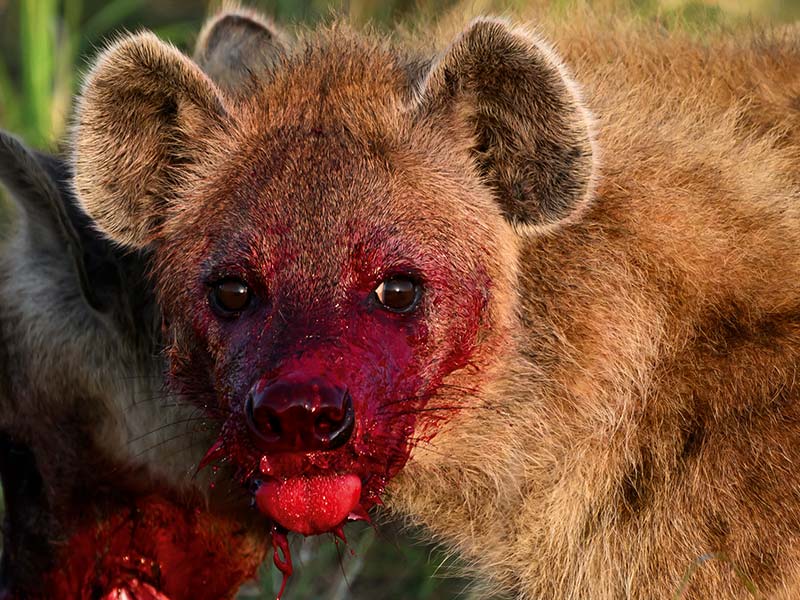 Foto Safari Afrika foto