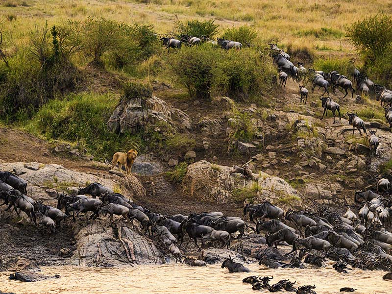 Foto Safari Afrika foto