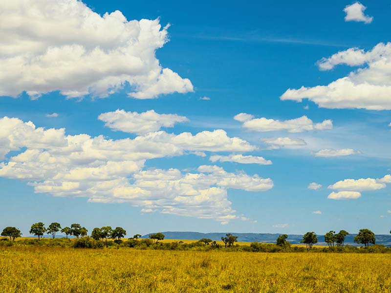 Foto Safari Afrika foto