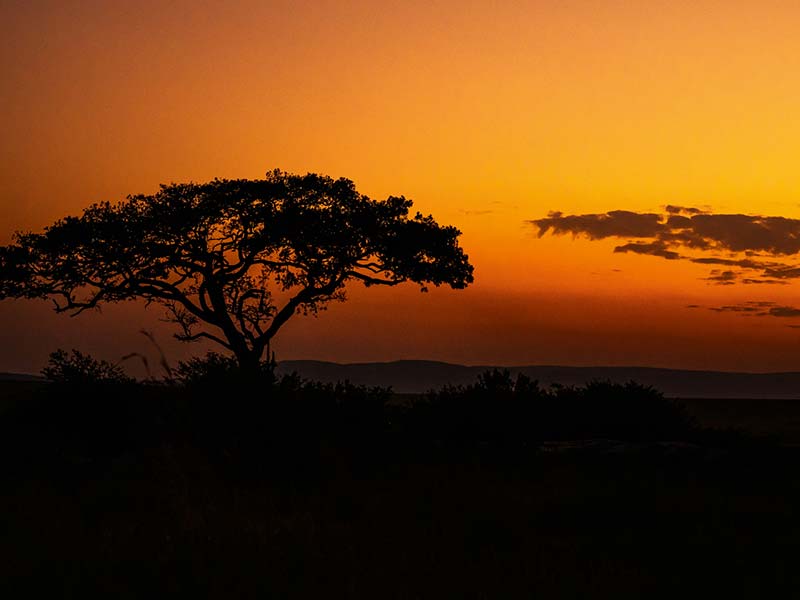 Foto Safari Afrika foto