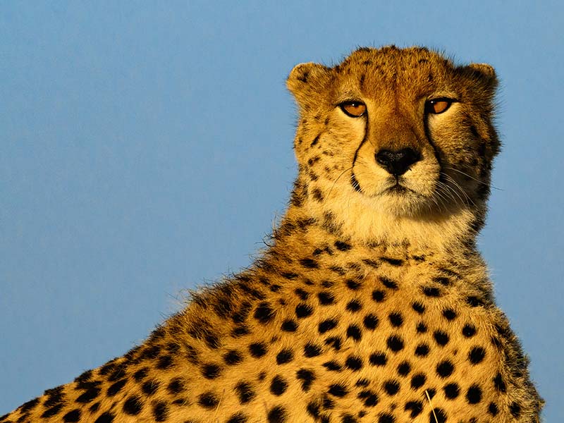 Foto Safari Afrika foto